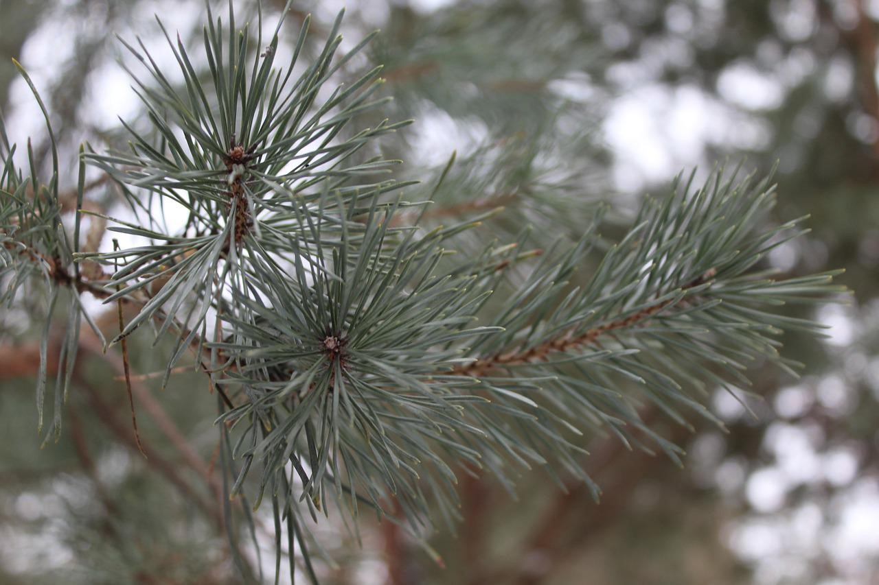 signs-of-a-dying-pine-tree-macmame